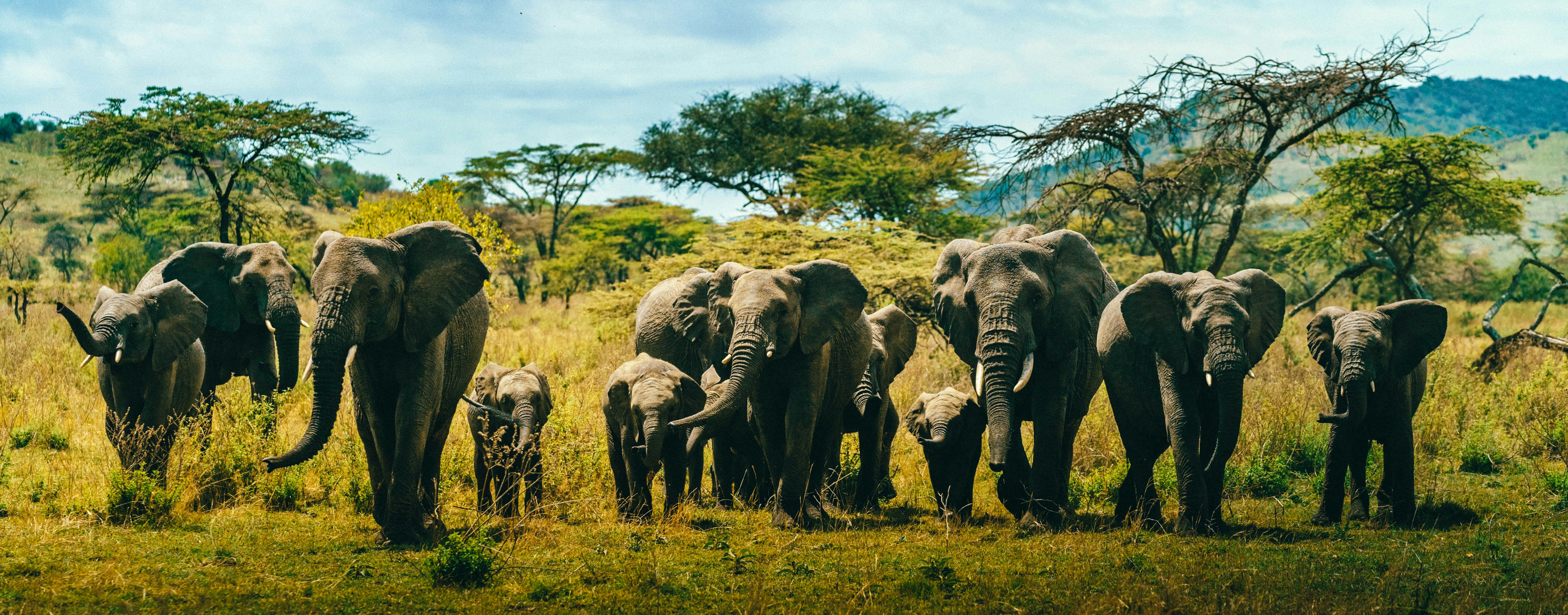 a herd of elephants walking across a lush green field