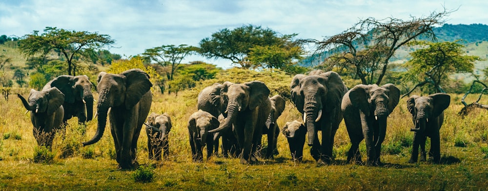 a herd of elephants walking across a lush green field