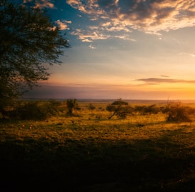 A serene landscape of an open savannah at sunset, with the horizon line blending into the orange and blue hues of the sky. Sparse trees and bushes are scattered across the grassy expanse, while a few clouds add texture to the sky.
