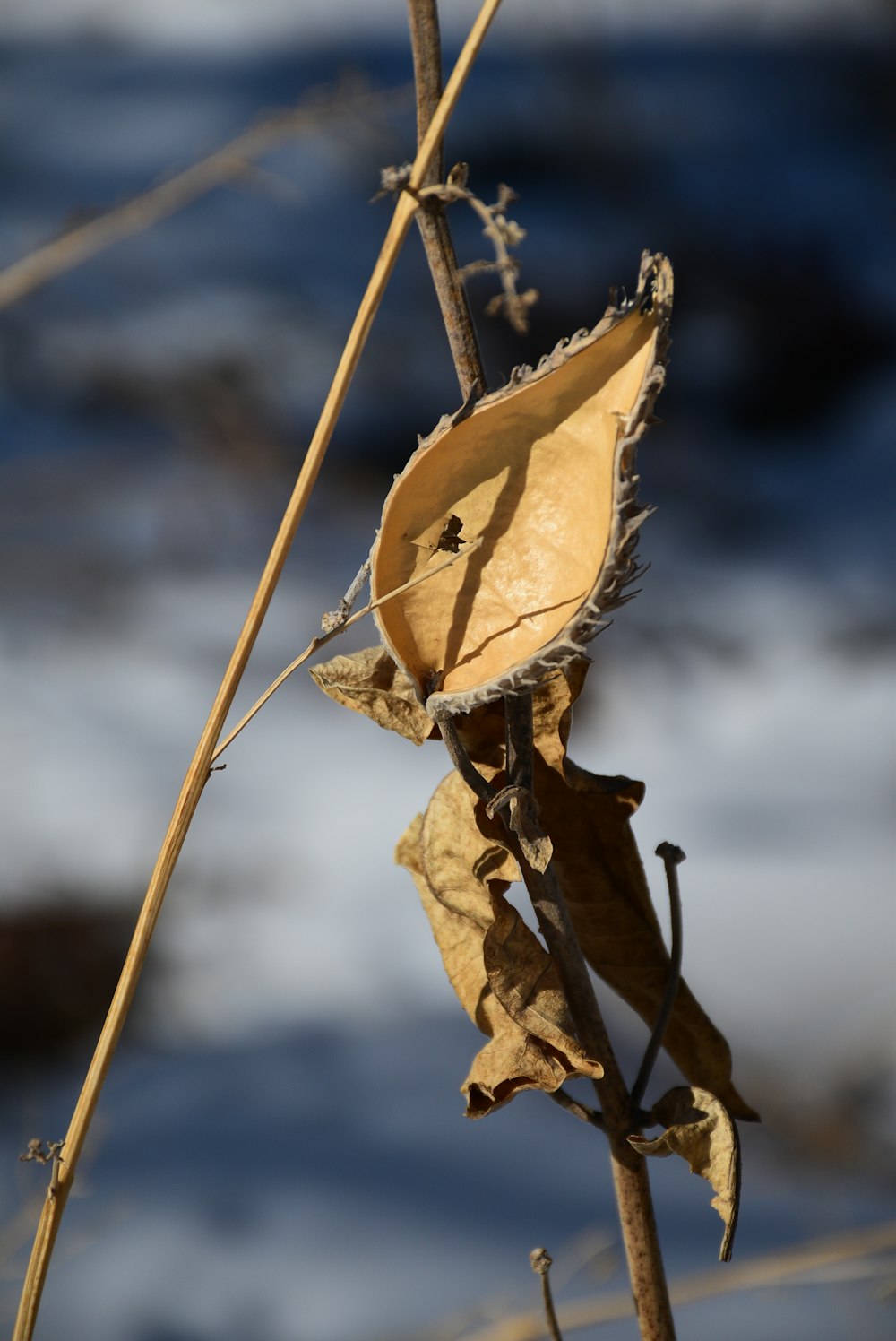a dried leaf on a branch with water in the background