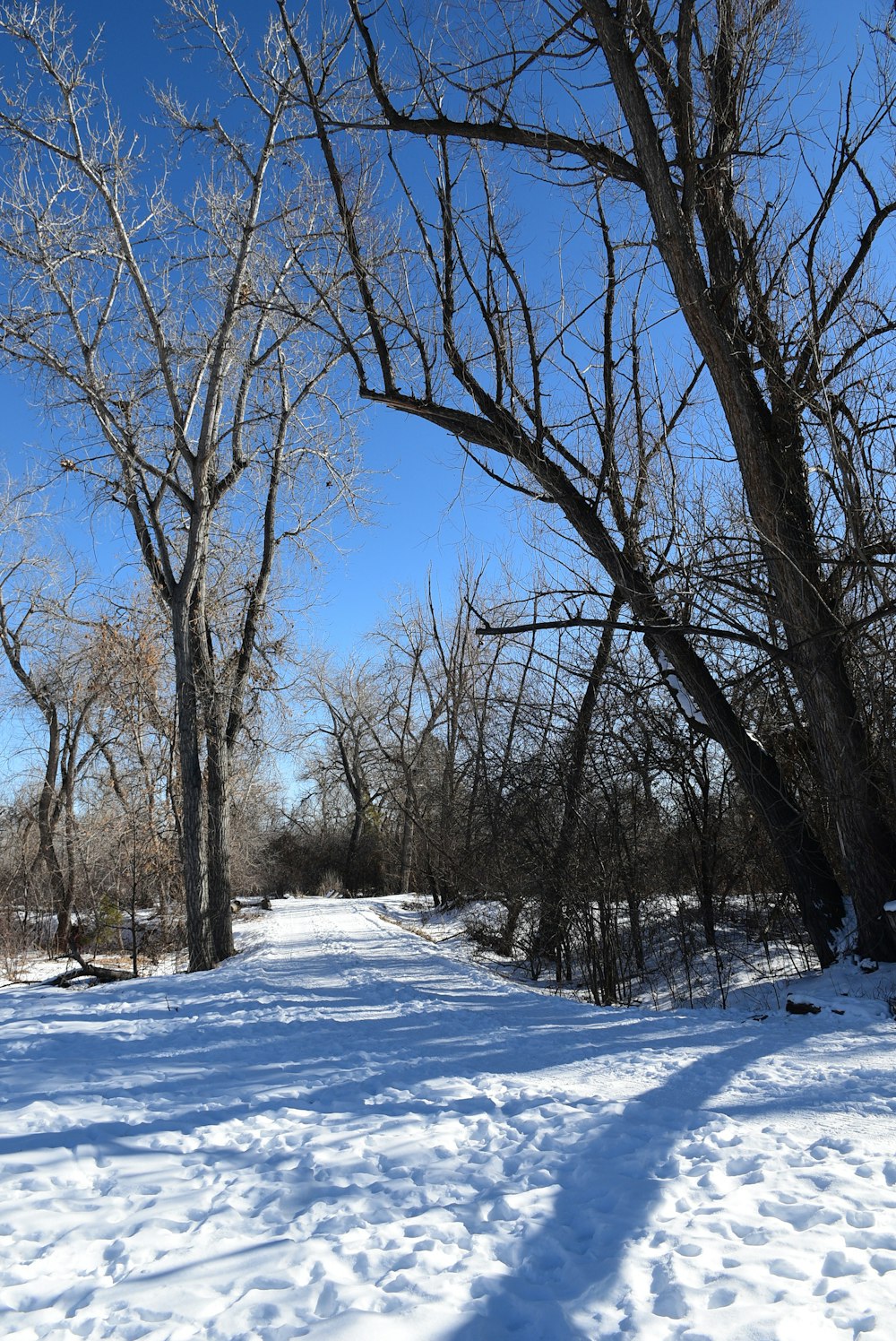 a snow covered path with trees and a blue sky