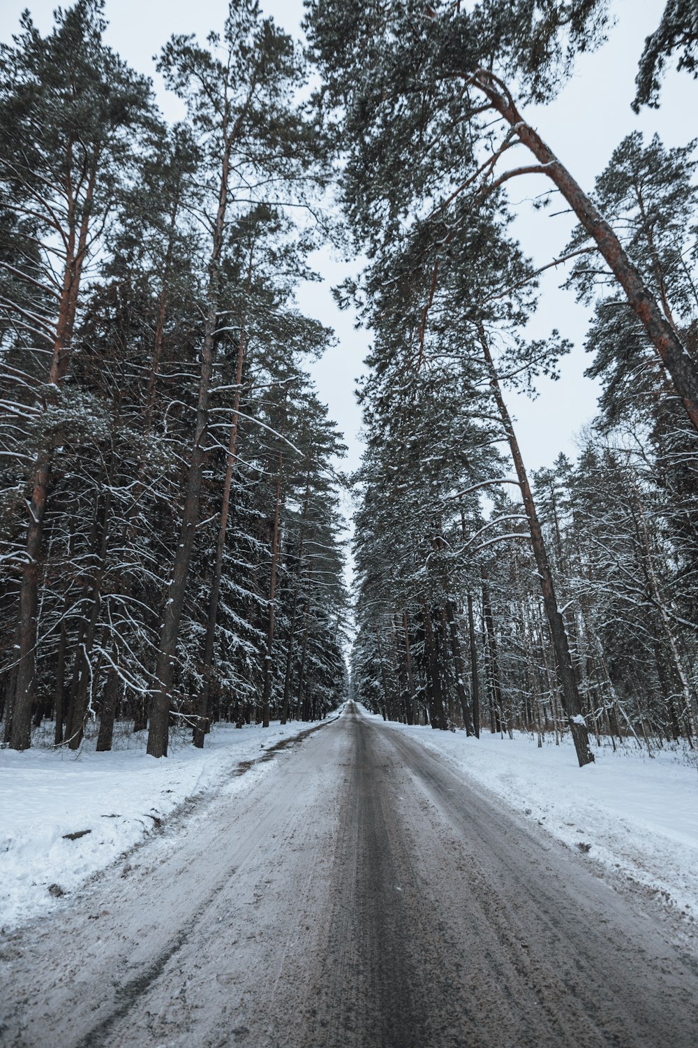 a snow covered road surrounded by tall pine trees