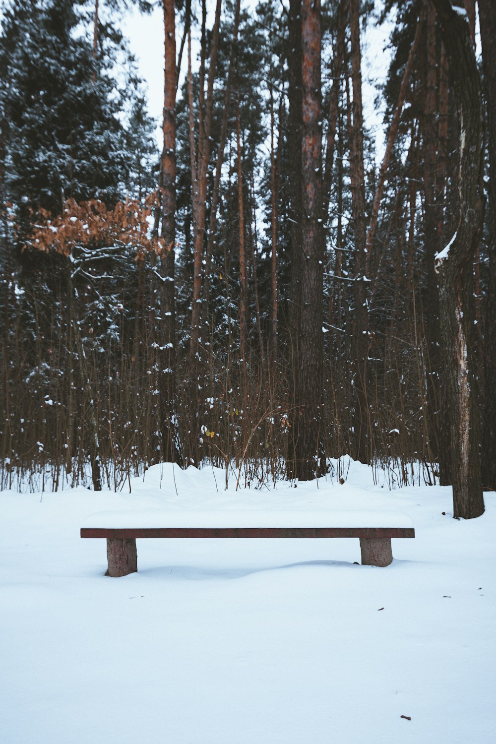 Un banco sentado en medio de un bosque cubierto de nieve