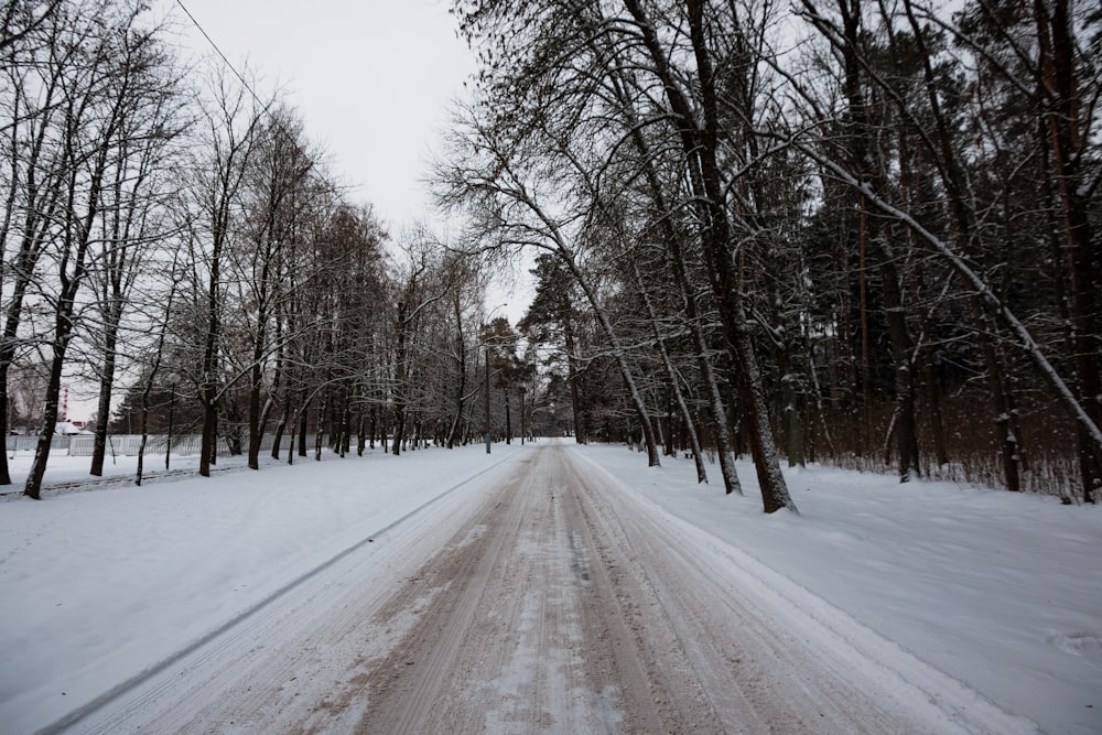 a dirt road surrounded by trees covered in snow