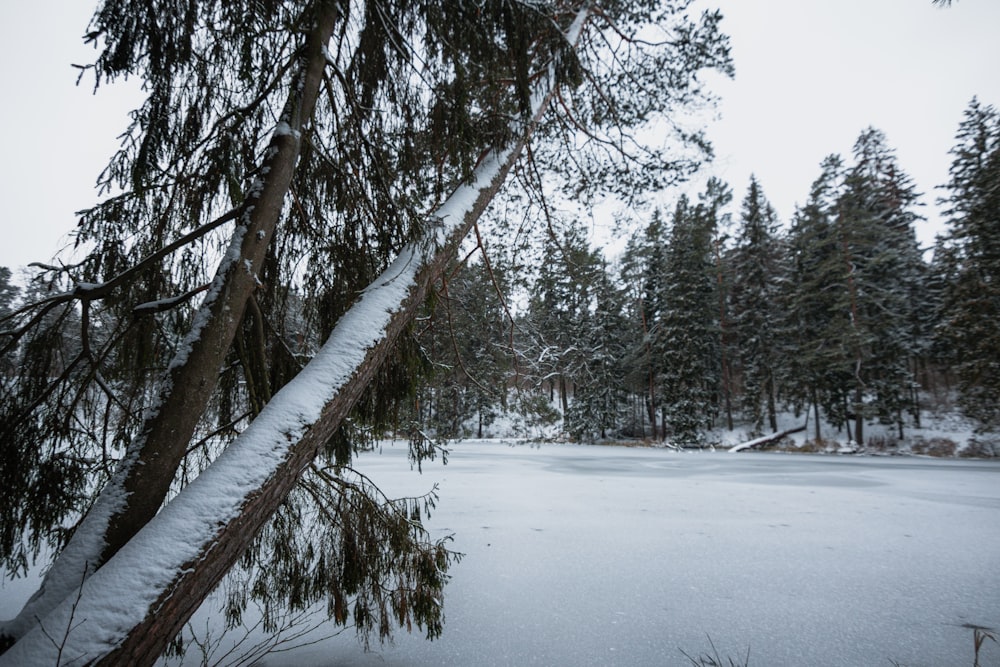 a snow covered field with trees in the background