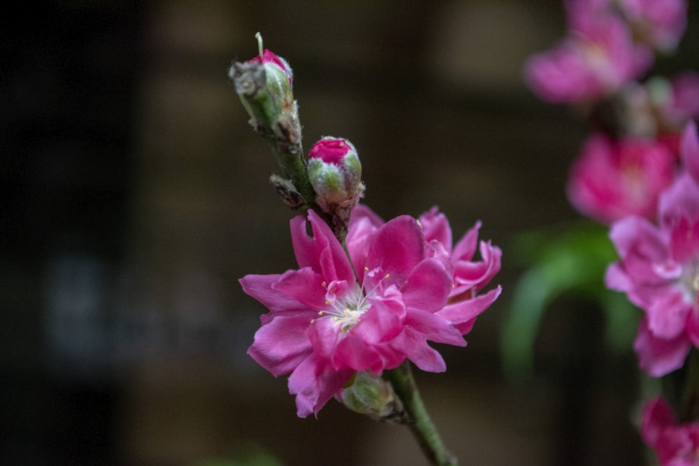 a close up of a pink flower with a blurry background