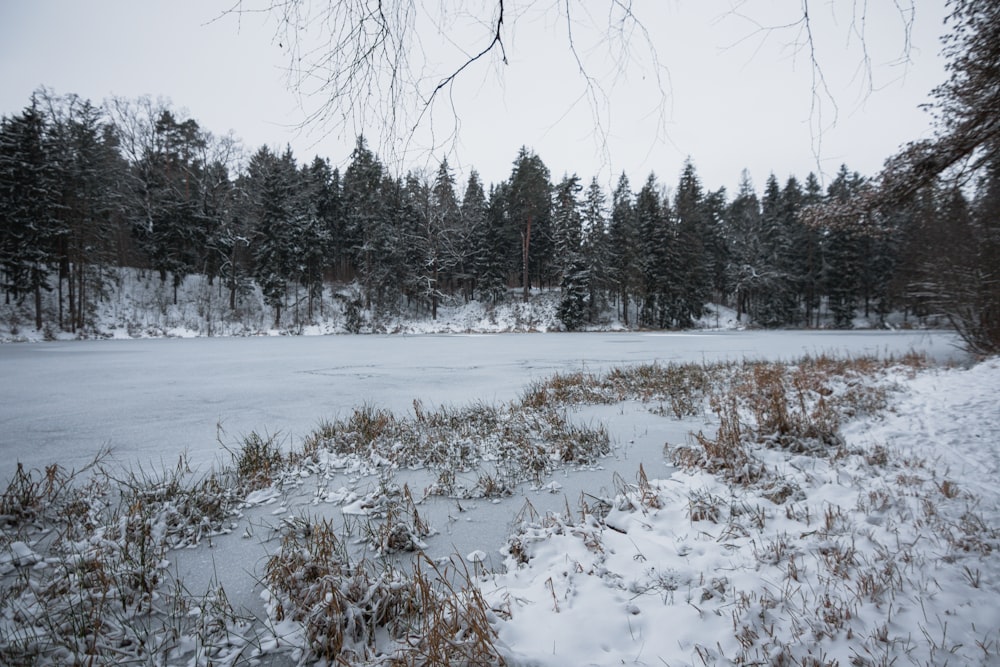 a frozen lake surrounded by snow covered trees