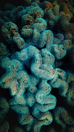 A vibrant underwater scene featuring coral formations with a textured surface. The corals are illuminated by a teal light, creating an otherworldly atmosphere. Their intricate patterns and densely packed structures appear lush and dynamic.