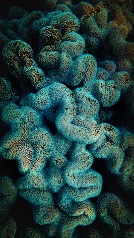 A vibrant underwater scene featuring coral formations with a textured surface. The corals are illuminated by a teal light, creating an otherworldly atmosphere. Their intricate patterns and densely packed structures appear lush and dynamic.