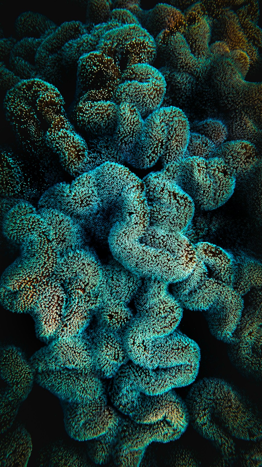a close up of a coral with a black background