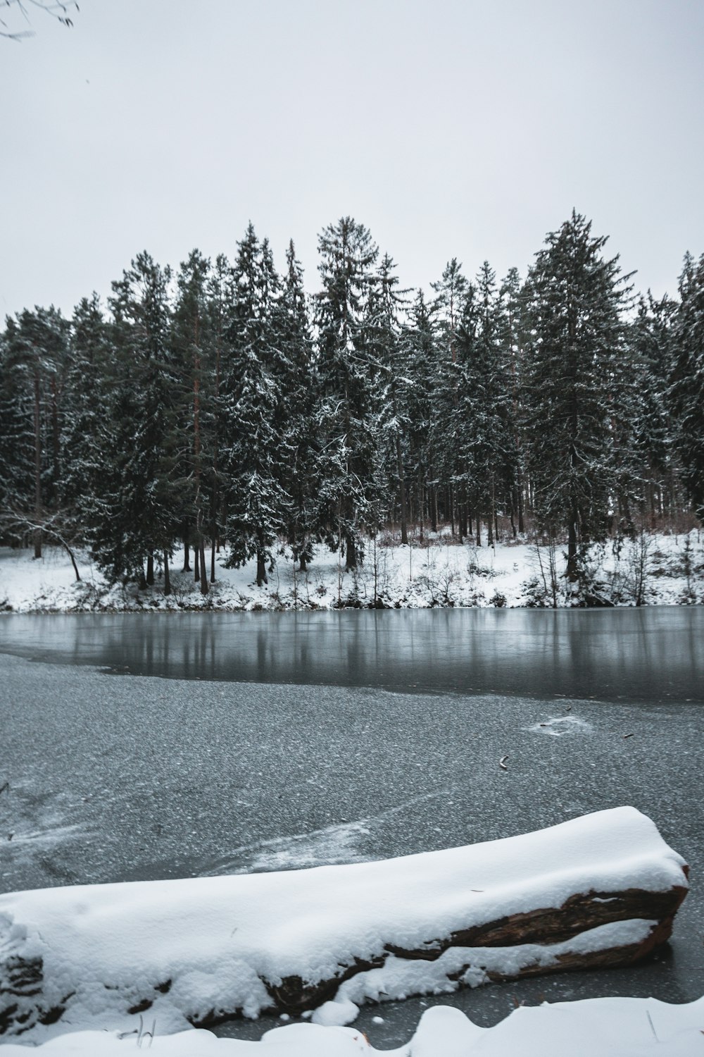 a snow covered log sitting on the shore of a lake