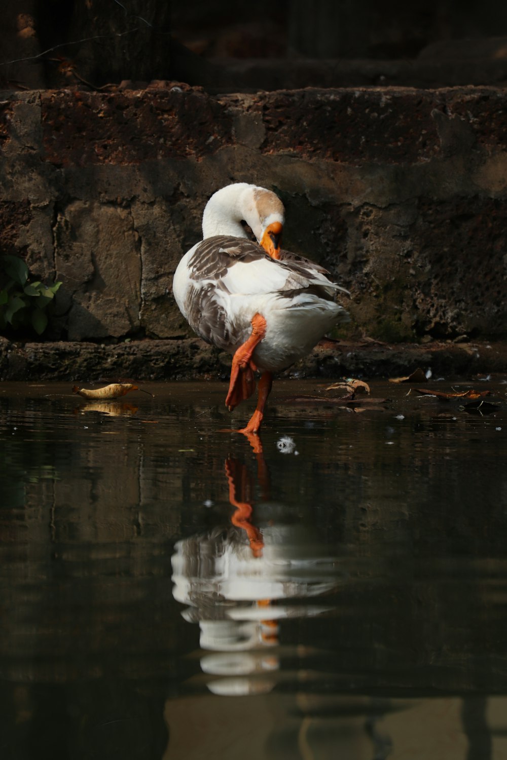 a duck standing on top of a body of water