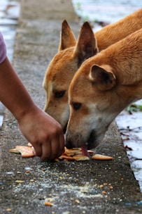 a person feeding a dog a piece of food