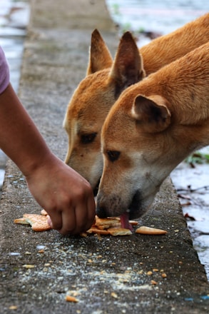 a person feeding a dog a piece of food