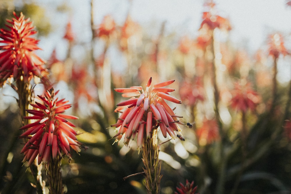 a close up of a bunch of red flowers