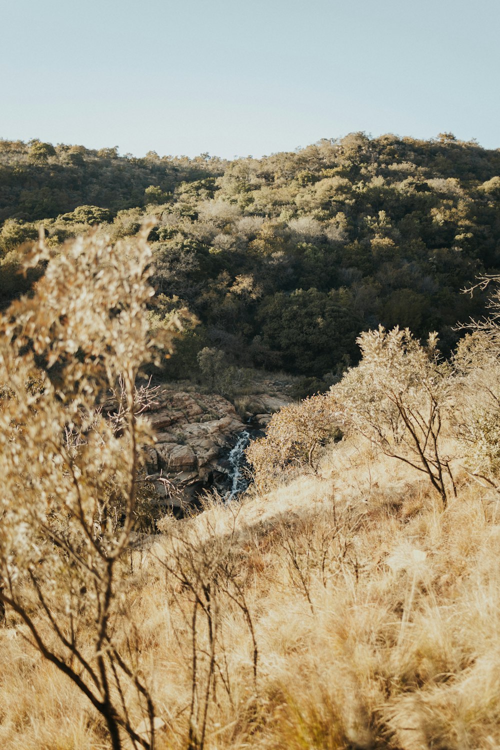 there is a giraffe that is standing in the grass