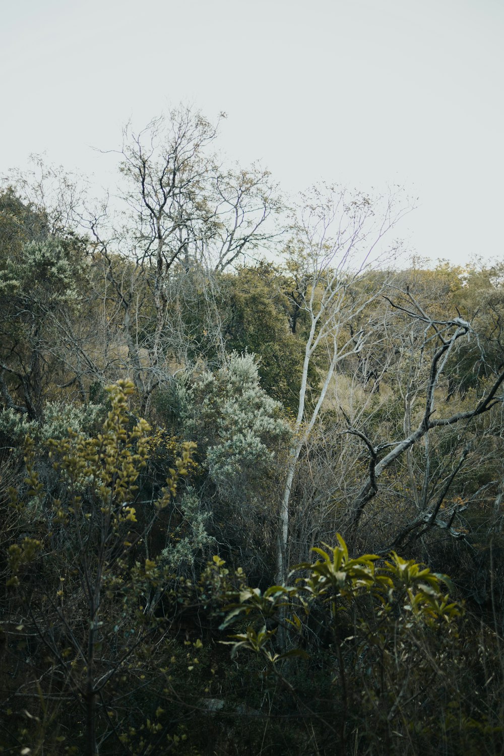 a group of trees in the middle of a forest