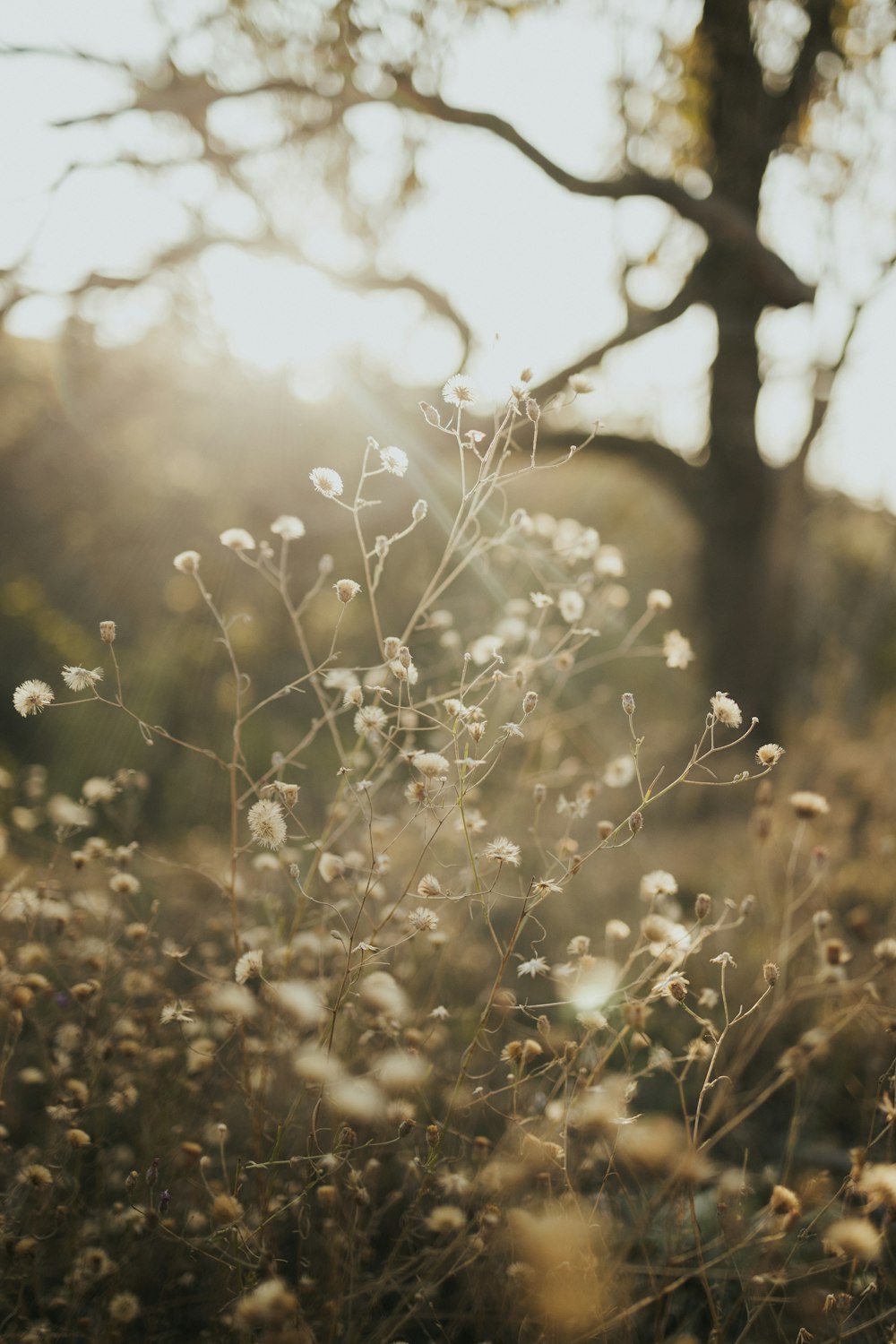 a field of grass with a tree in the background