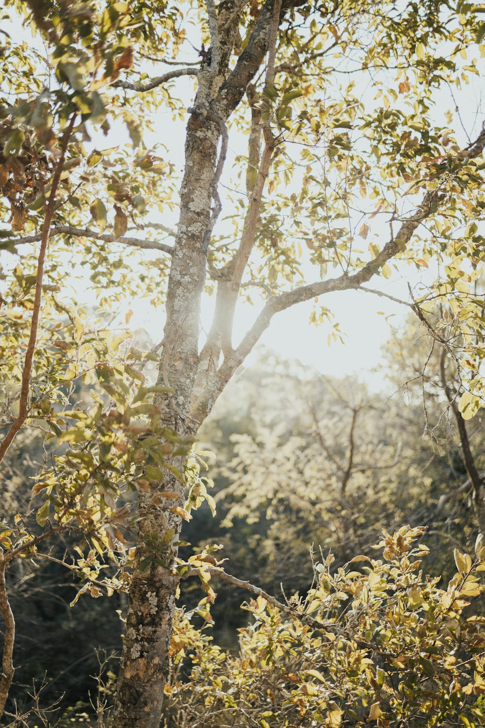 the sun shines through the leaves of a tree