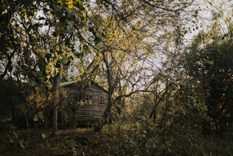 Cozy wooden cabin surrounded by lush greenery in the Káli Basin during golden hour.