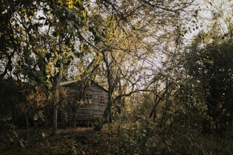 A serene retreat cabin nestled in a lush forest, sunlight filtering through the trees.