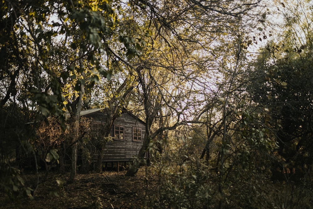 Una pequeña cabaña de madera en el bosque rodeada de árboles