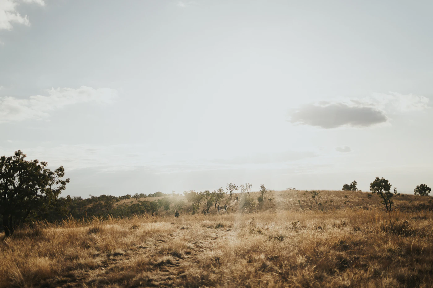 Golden Magaliesburg grassland under a wide highveld sky