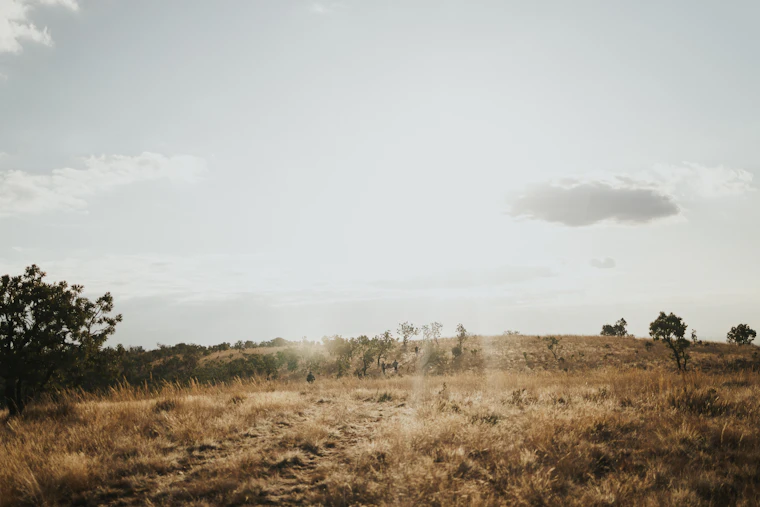 Golden Magaliesburg grassland under a wide highveld sky