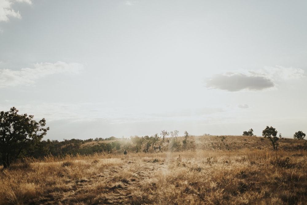 the sun is shining over a field of dry grass