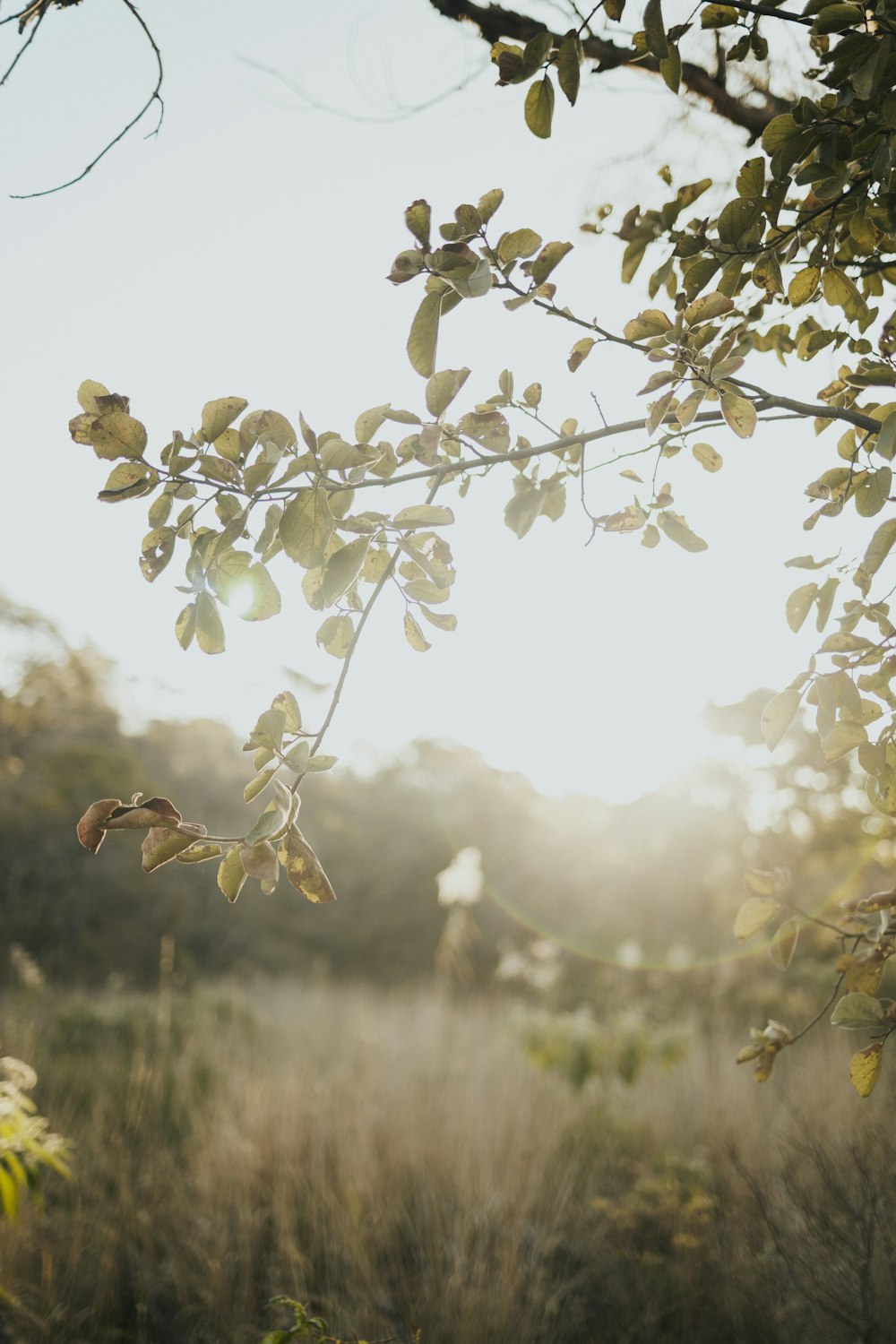 the sun shines through the leaves of a tree