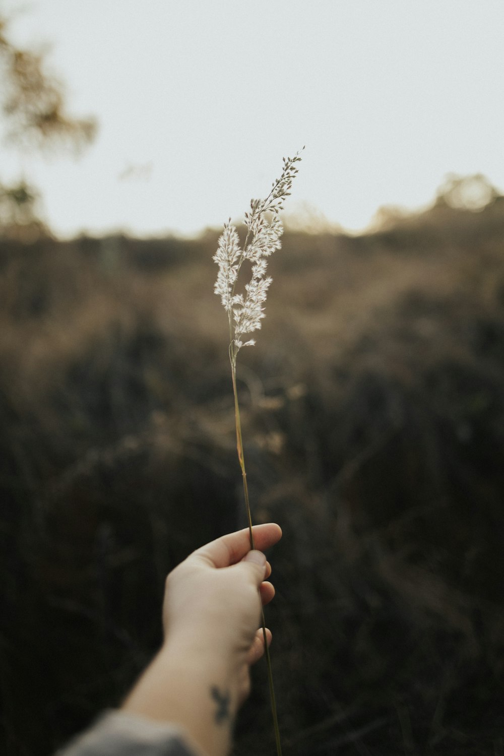 a person holding a flower in their hand