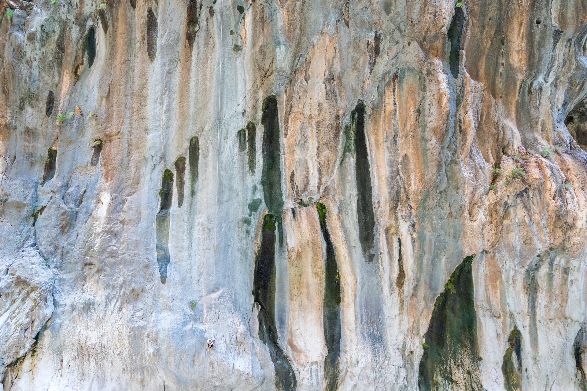 a group of animals standing on the side of a cliff