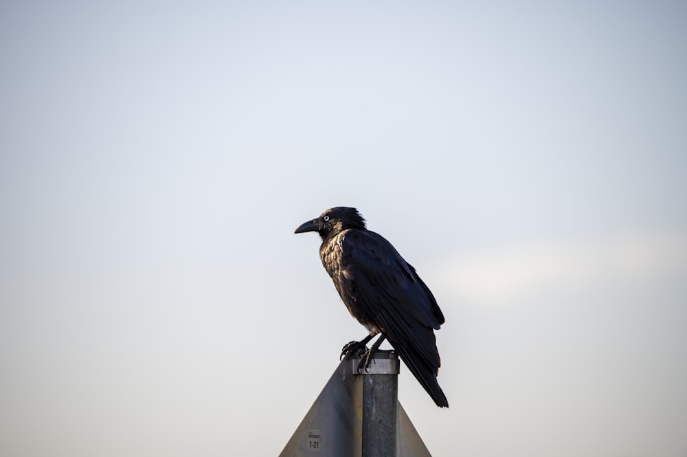 a black bird sitting on top of a metal pole