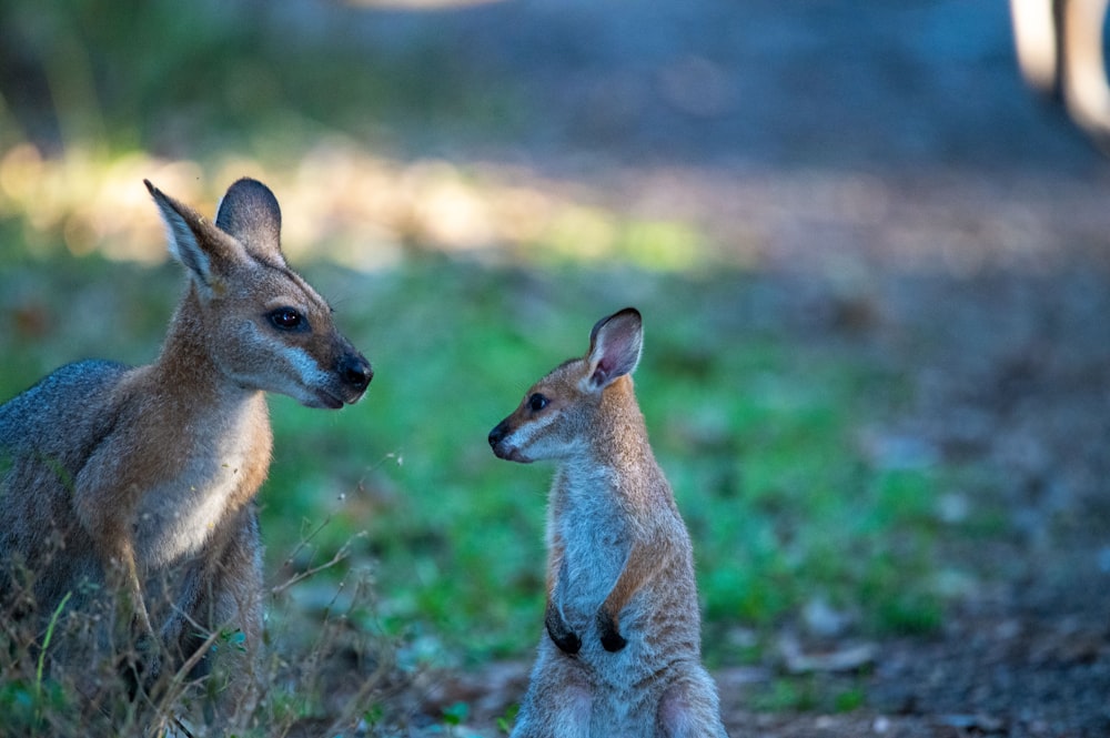 a couple of animals that are standing in the grass