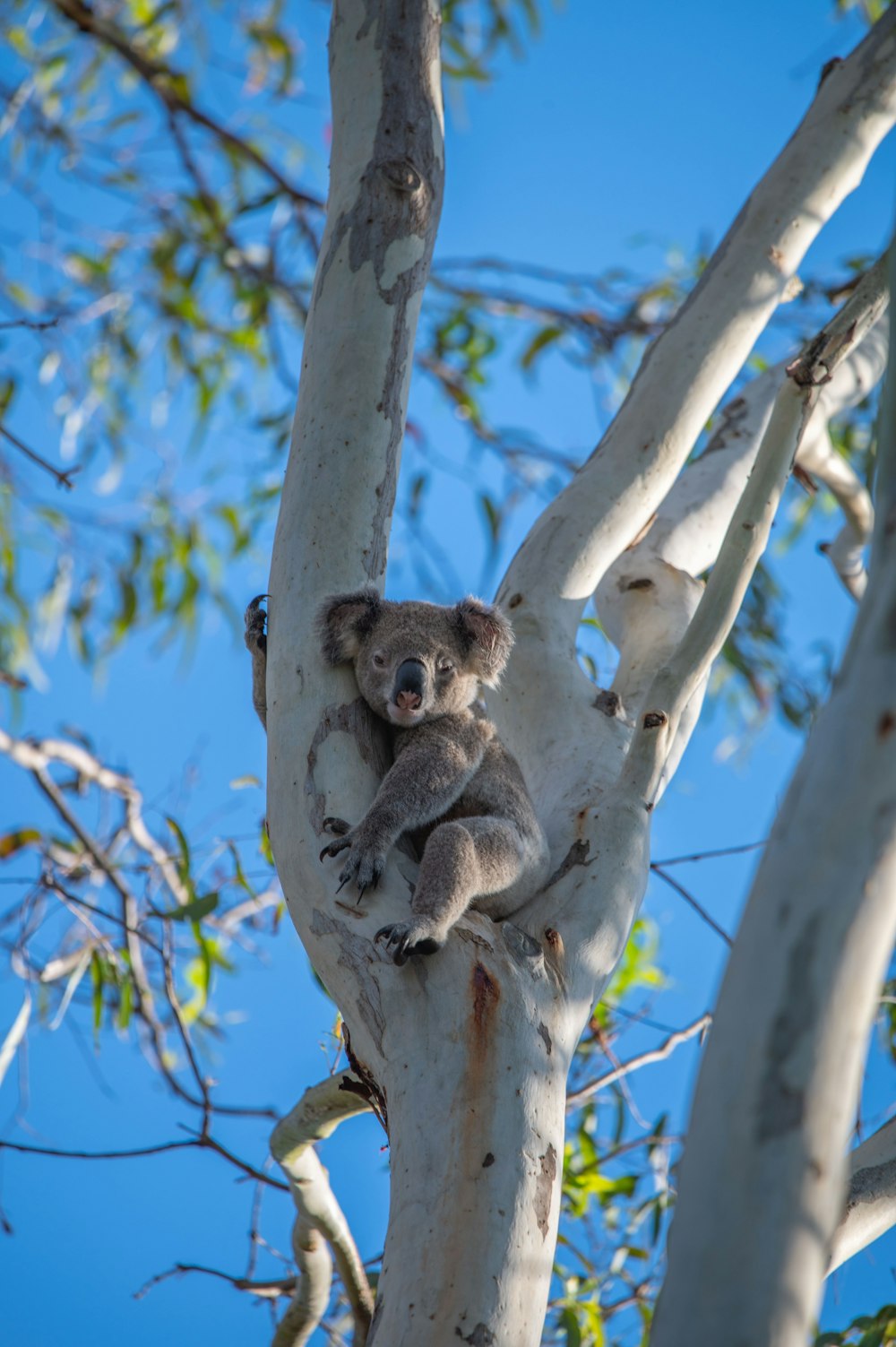 Un koala sentado en un árbol con un cielo azul en el fondo