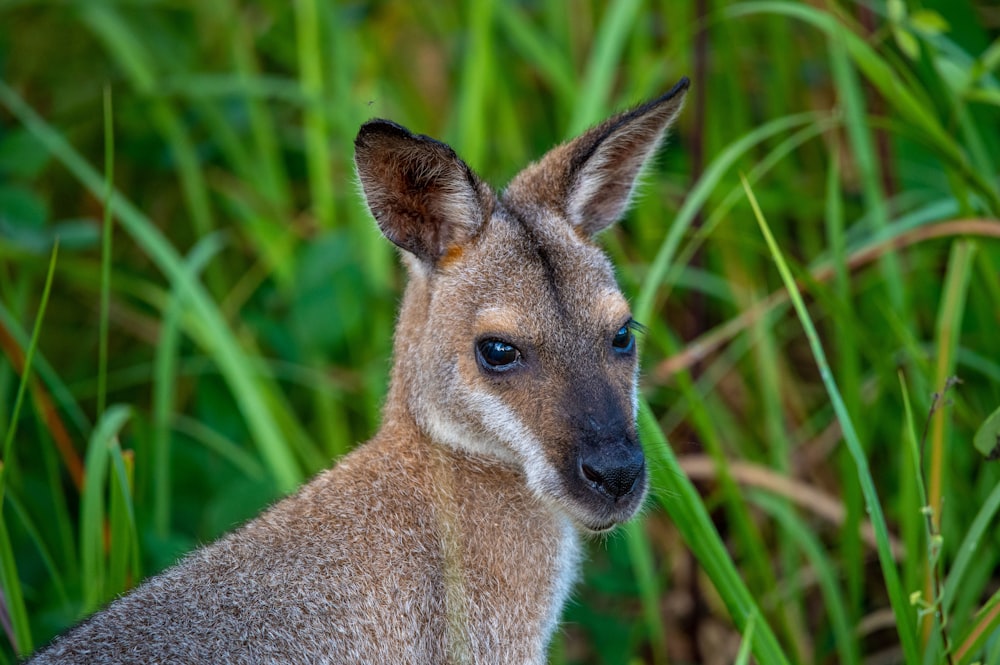 a close up of a small animal in a field of grass