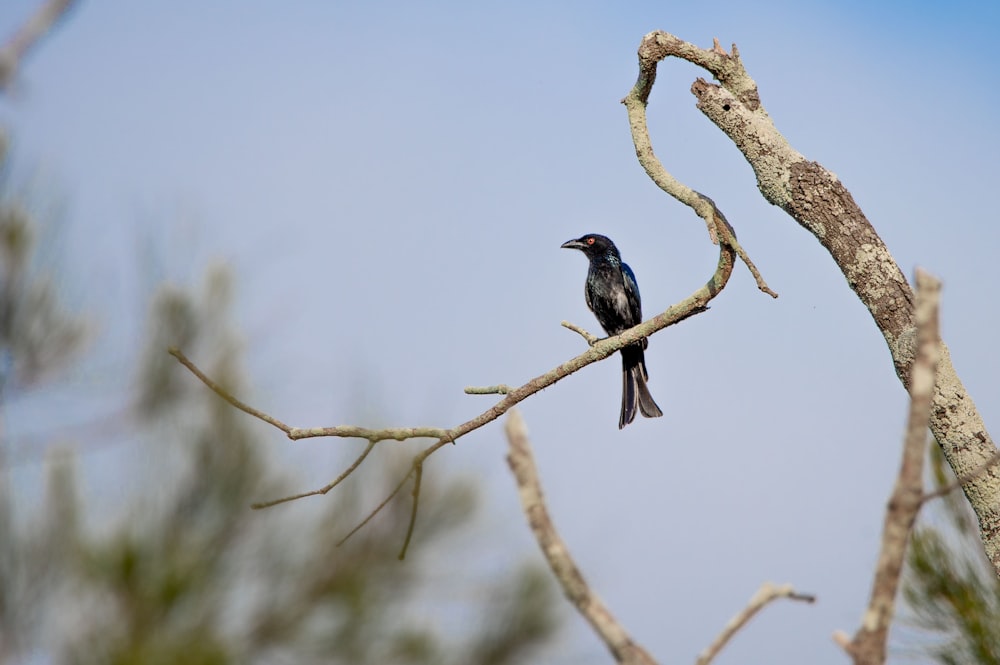 a black bird sitting on a branch of a tree