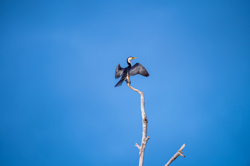 a bird sitting on top of a tree branch