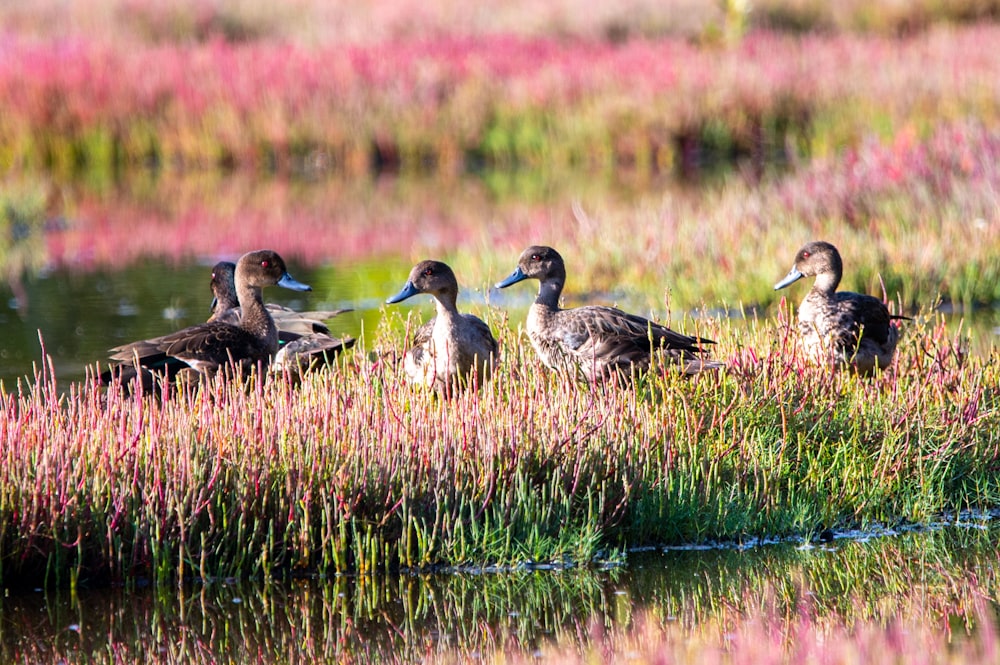 Una bandada de patos sentados en la cima de un exuberante campo verde