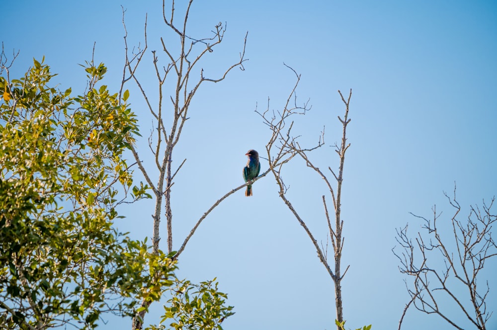 a bird sitting on top of a tree branch