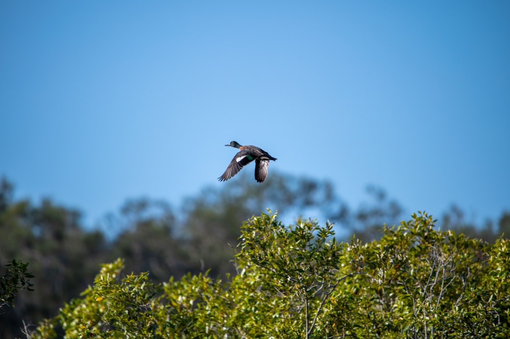 a bird flying over a forest filled with trees