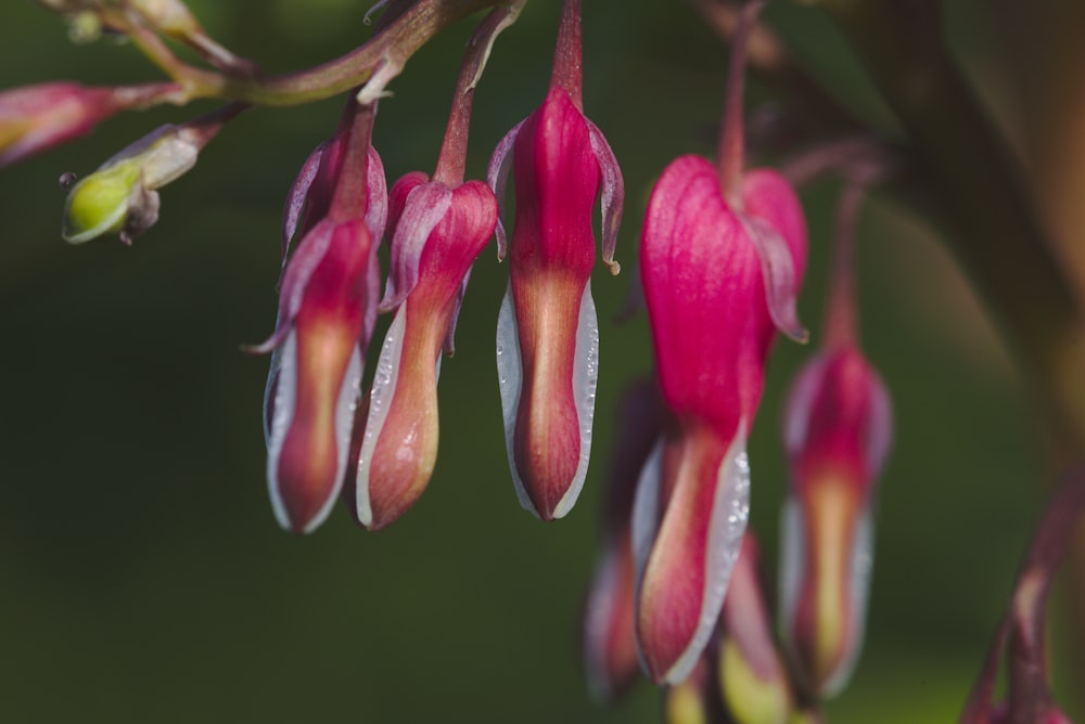 un gros plan d’une fleur avec des gouttelettes d’eau dessus