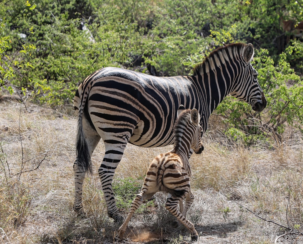 a zebra and its baby standing in a field