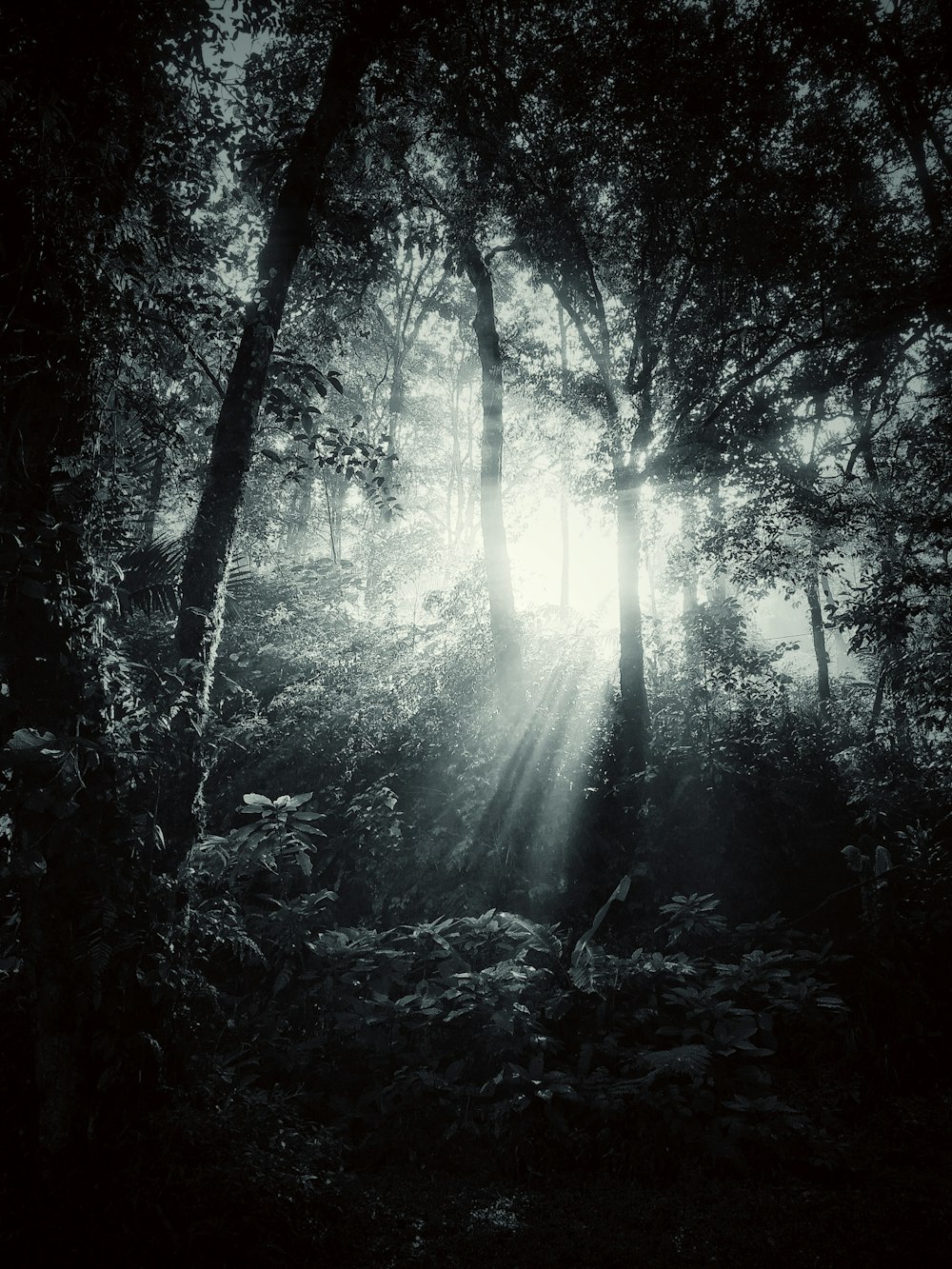 the sun shines through the trees in the forest