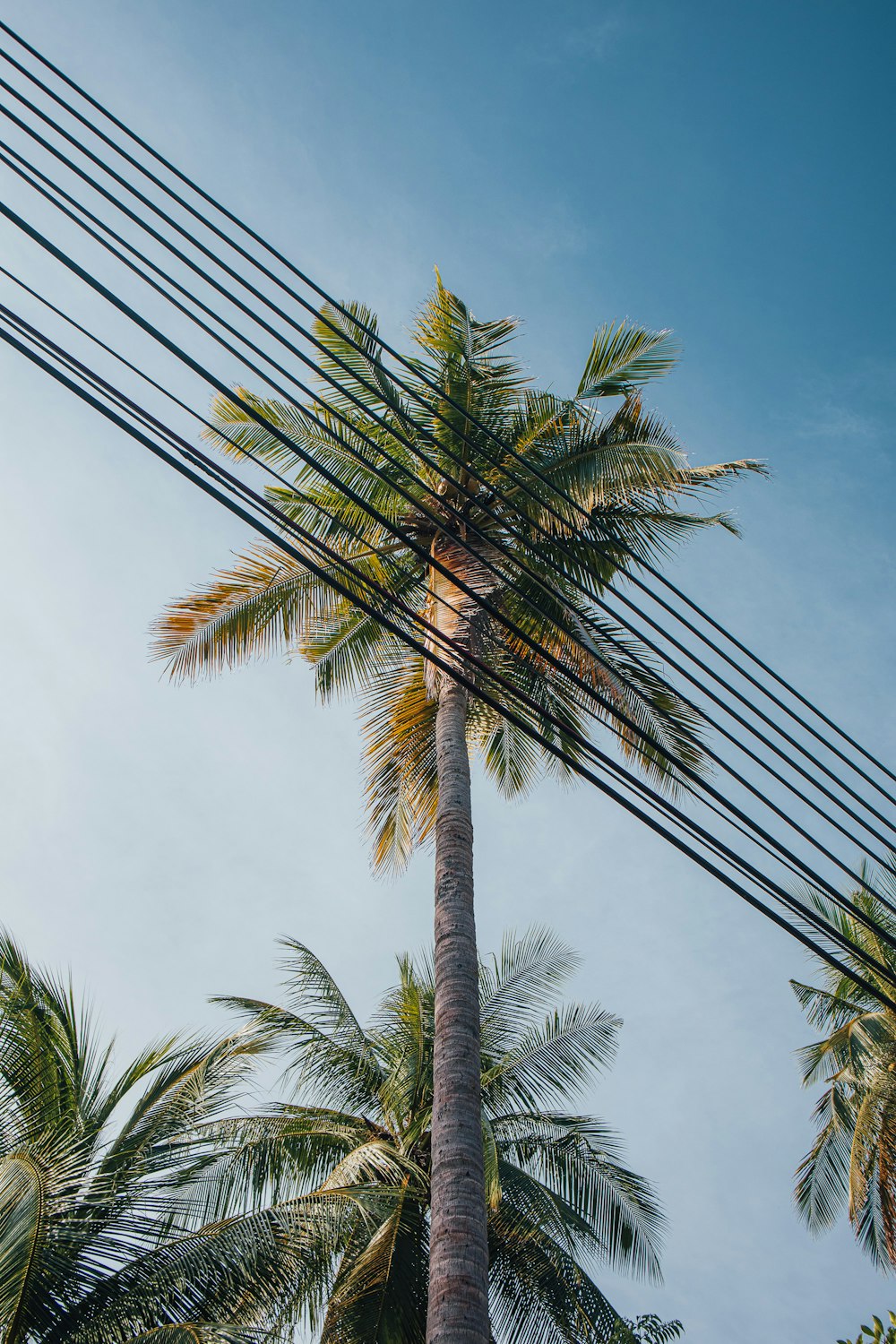 a tall palm tree sitting under power lines