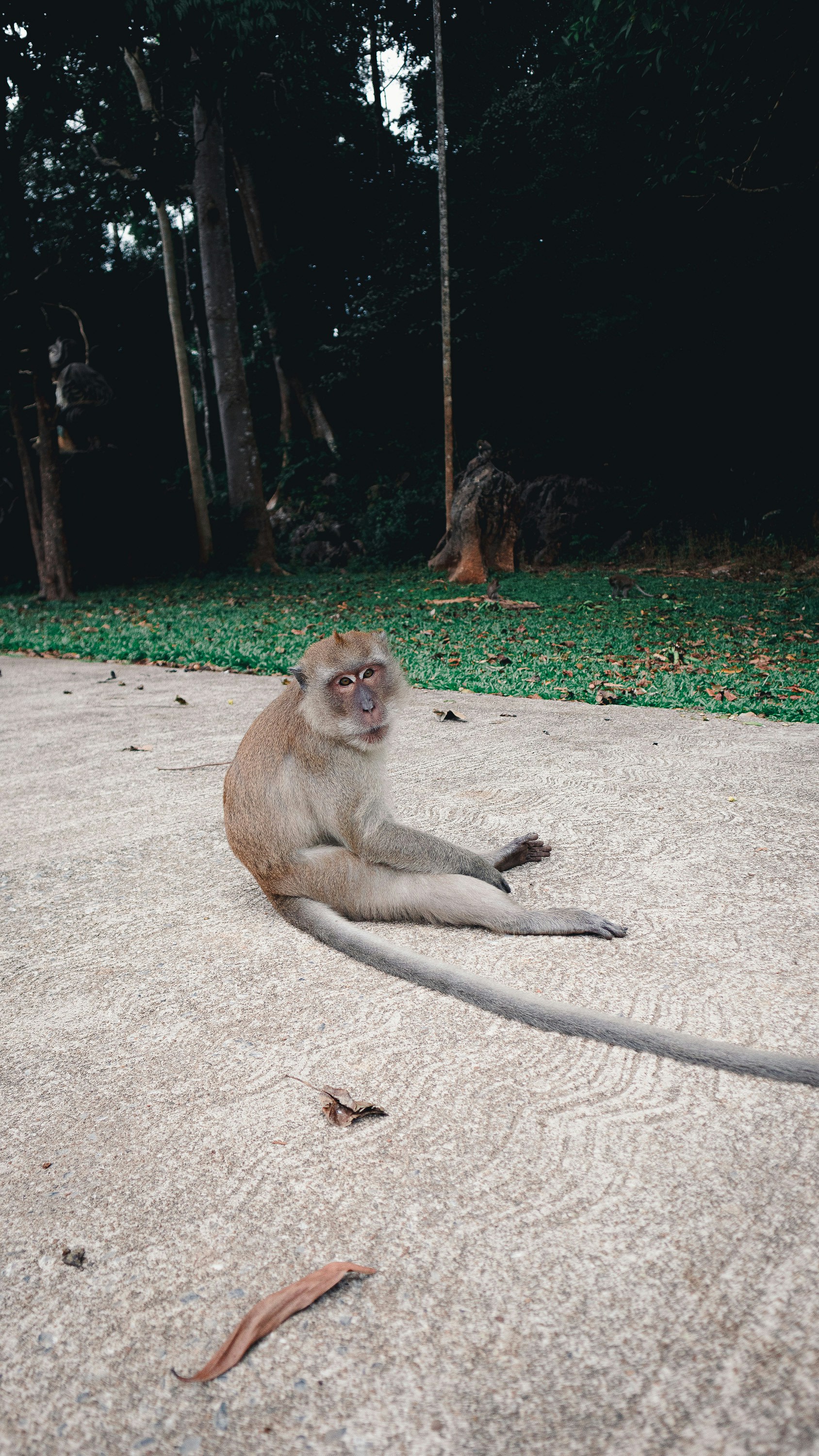 a monkey sitting on the ground in the middle of a forest