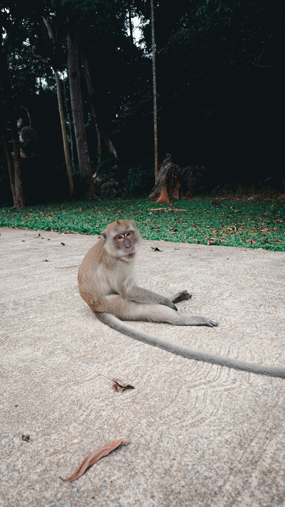 a monkey sitting on the ground in the middle of a forest