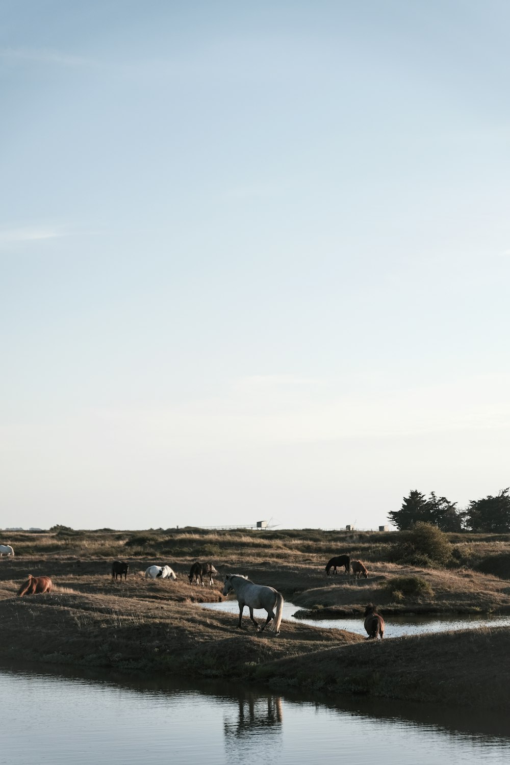 a group of horses standing on top of a dry grass field