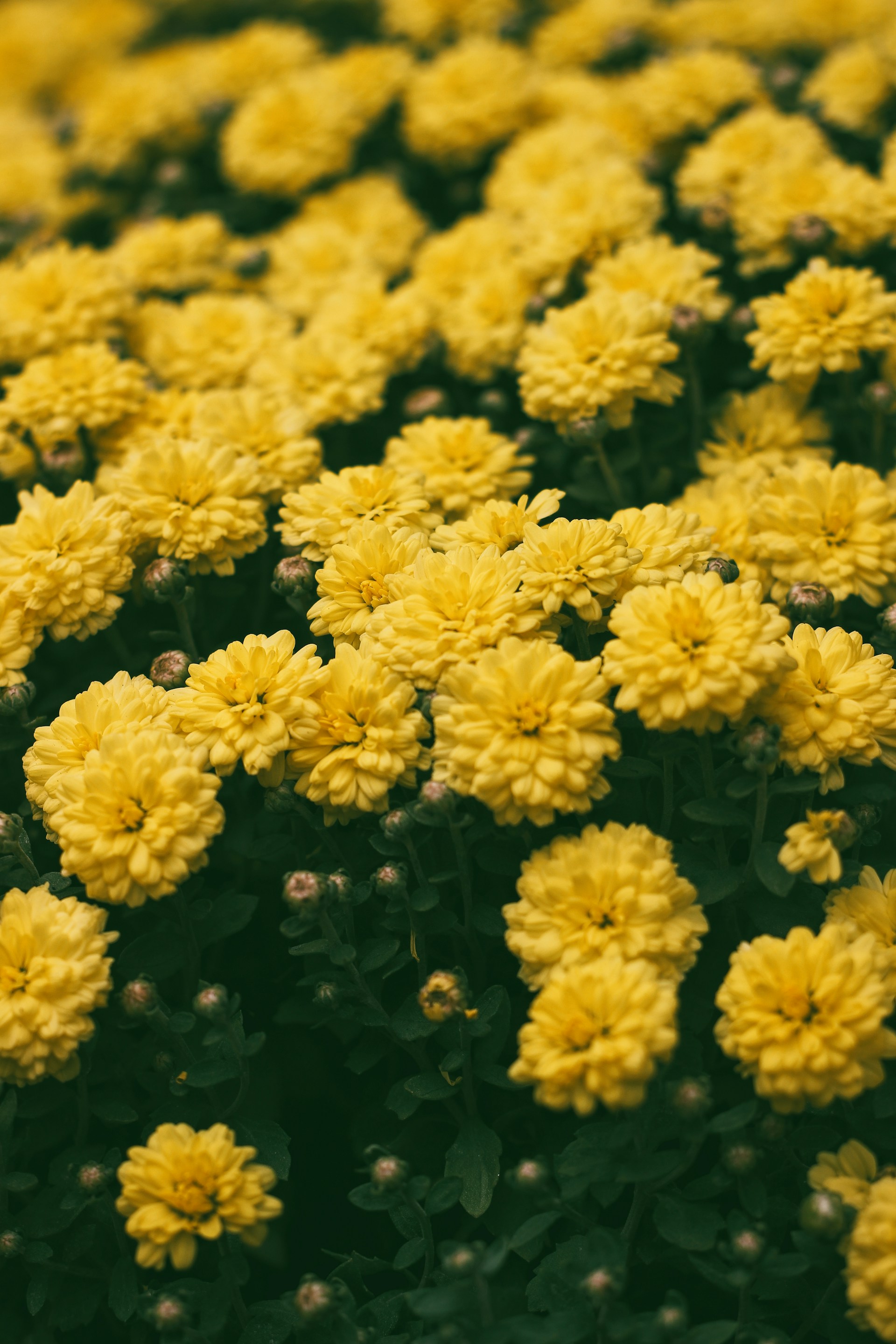 a bunch of yellow flowers in a field