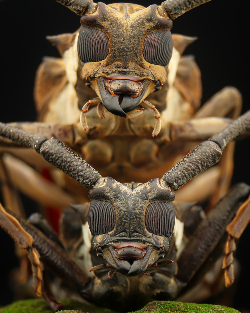 a close up of a bug on a black background